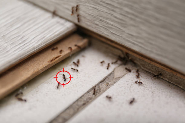 Best Emergency Pest Control  in Fox Island, WA