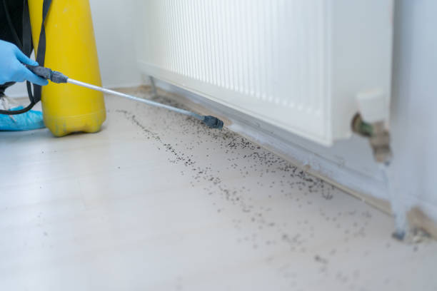 Best Flea Control Services  in Fox Island, WA